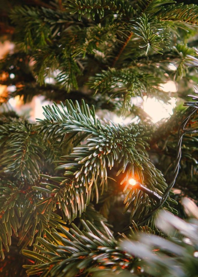 Концерт «У леса на опушке»