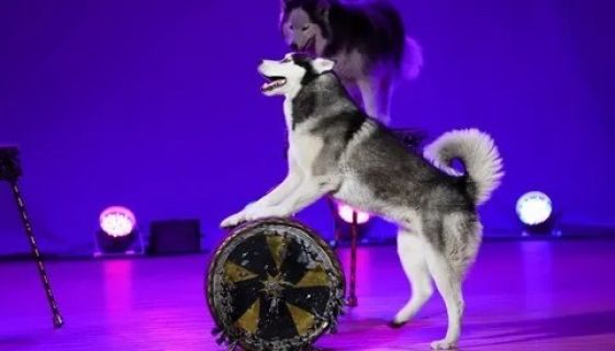 Цирк «Бруно», Находка